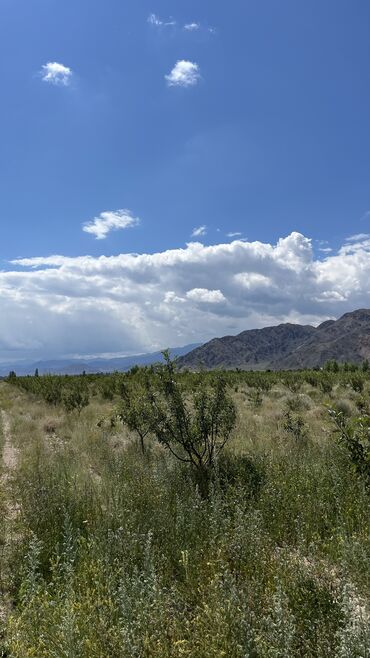 Продажа участков: 600 соток, Для сельского хозяйства, Красная книга, Тех паспорт, Договор купли-продажи — 29