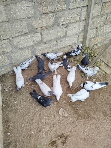Akvarium aksessuar və ləvazimatları: Salam tam sağlam heyvanlardir, Tutulma quşlardir içinde hazır çütlər