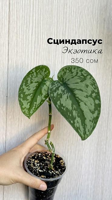 pinky clean бишкек: Комнатные растения в наличии🌿 Как всем известные, так и редкие — 5