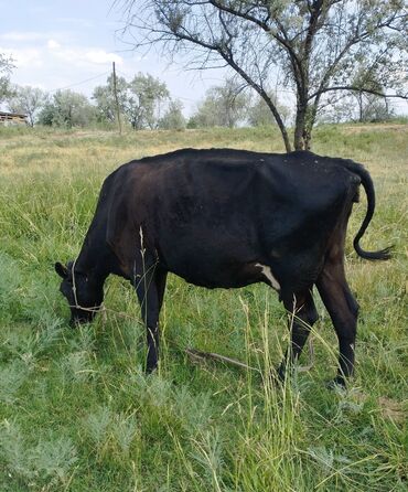 продам ячмень оптом: Суттуу, саан уй сатылат. Бооз. Тортунчу туут. Баасы 150 мин сом
