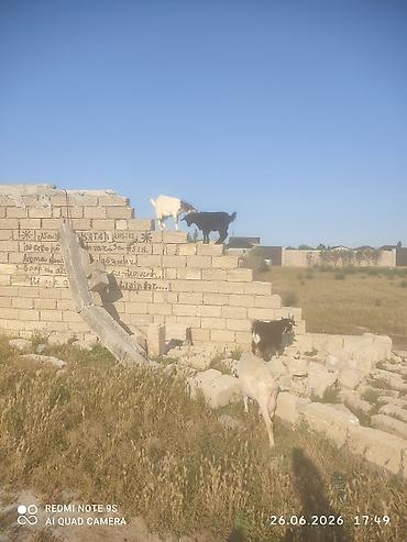 cepis satisi: Kənd təsərrüfatı — 5