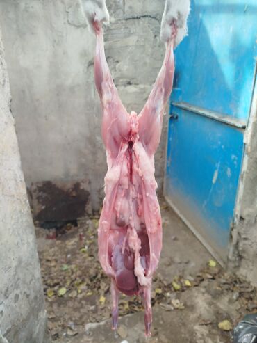 Ət: Dovşan eti halal kesilmiş halal ceki 1 ededi gelir 1k.800q. 1k.500q -da lalafo.az — 15 Ət: Dovşan eti halal kesilmiş halal ceki 1 ededi gelir 1k.800q. 1k.500q — 15