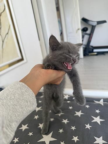 котята британские: Отдам котенка в заботливые руки. - Порода: короткошёрстный — 7