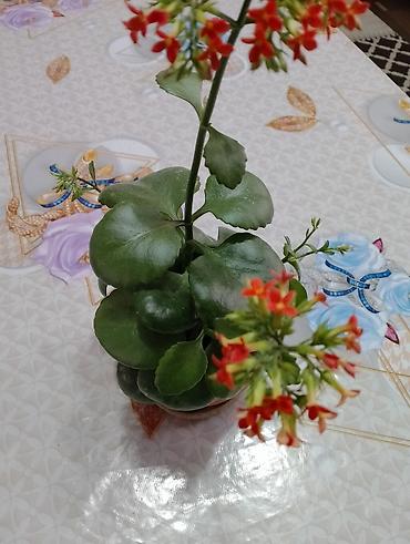 Каланхоэ: Джалал абад — 2