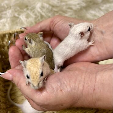 Хомяки: Ручные песчанки монгольские. Красивые окрасы, есть девочки и мальчики — 12