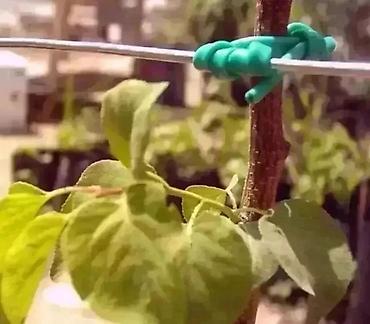 uzum tingləri: Ağac bağlamaq üçün "Agro rezin" (İtaliya istehsalı). Meyvə tingləri — 5
