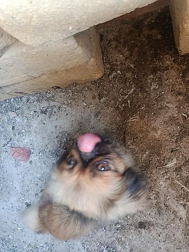 itlərin satşı: Pekines, 2 il, Erkək, Peyvəndli, Ödənişli çatdırılma — 3