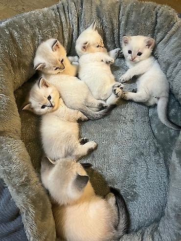 Кошки: Британская, Самец, Самка, В добрые руки, Платная доставка, Бесплатная доставка, Самовывоз — 1