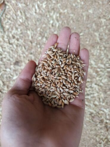 беде урук багира: Тритикал,урук,буудай
Пшеница семена