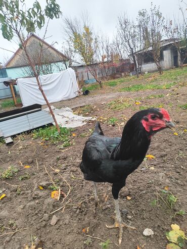 домик для кота: Продаю | Куры | Бойцовая | Для разведения