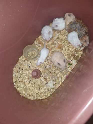 Gəmiricilər: Hamster balaları – müxtəlif rənglərdə - Rənglər: ağ, krem