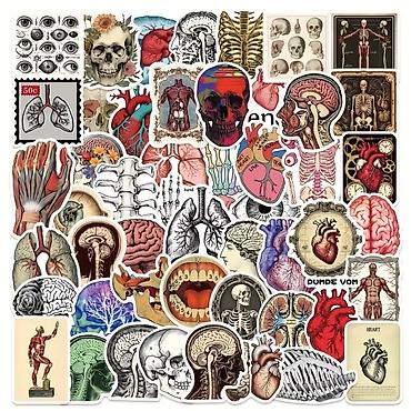 tibbe aid sekiller: Məhsul: Anatomik mövzulu stiker seti 50 ədəd - Məzmun: Beyin, ürək — 3