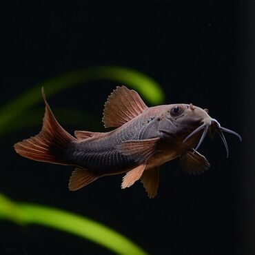 Животные: Коридорас Венесуэла Блэк (Corydoras sp. «Black Venezuela») размер: 2-3