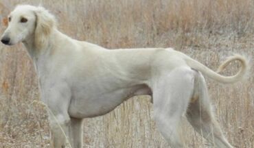 продам охотничью собаку: Тазы казахский тазы. Продаю дорого