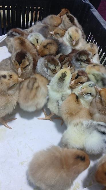 Digər quşlar: Her nov cuce satişi. xarkov çil 2m xarkov 1.50m atkas 3m avstroluq 3m — 4