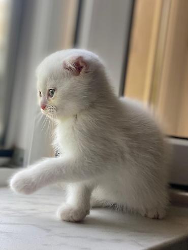 Кошки: Британская вислоухая, Самка, Самовывоз — 8