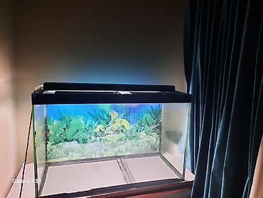 akvariyum: Parametrləri 70×30×45 akvarium satılır. 94 litr,2 hissəyə bölünür - — 4