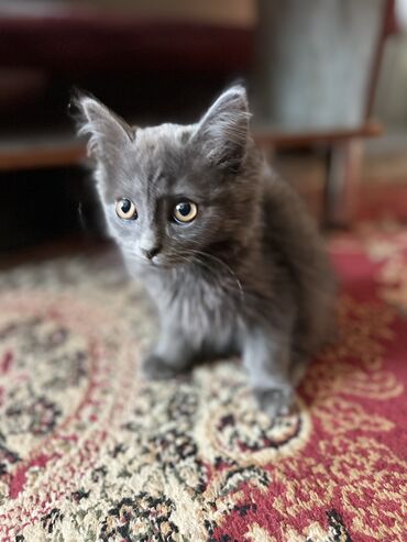 корм для коров цена: Кошка даром: Скотиш Фолд (Шотландская вислоухая), 2 месяца, Мальчик, Приучена к лотку