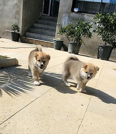 İtlər: Akita-inu — 5