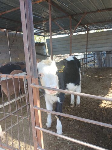 гидропонный корм: Сатам | Бука (эркек) | Голштин