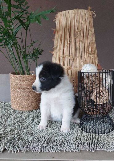 Psi: Border koli/collie štenci. Vakcinisani i očišćeni od parazita, 2 — 3