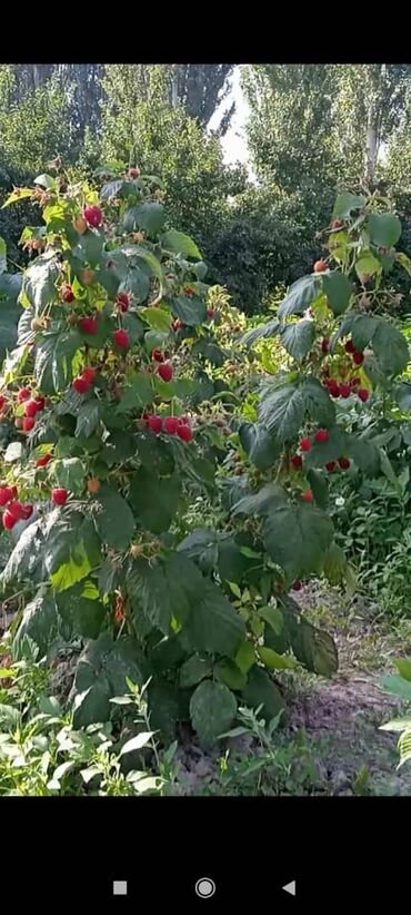 семена малины купить: Семена и саженцы Малина, Самовывоз