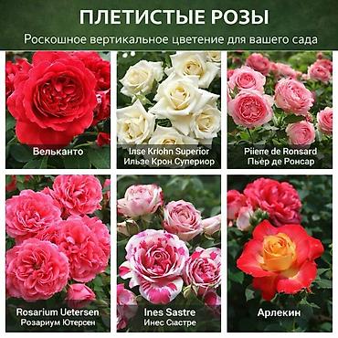 Роза: Саженцы — 4