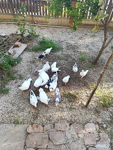 тап аз птицы: Ev göyərçinləri – ağ və ala rənglər - Növ: ev göyərçinləri (uçuş və — 4