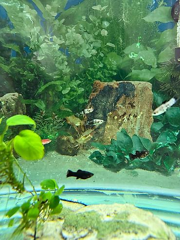 Akvarium dekoru: Malinezi orta olcu 1 manat danyo tul quyruq irili xirdali 1 manat — 9