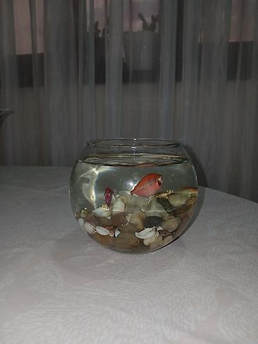 akvarium yumru: Şüşə akvarium + 2 balıq dəsti.aksesuarlari daxil - Dairəvi şüşə — 1