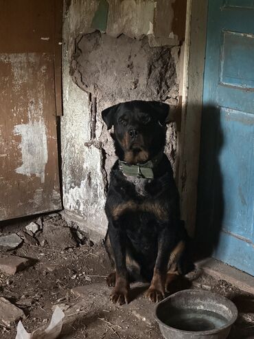 щенок алабая 2 месяца: Вязка: Ротвейлер, Самец, 3 года, С прививкой