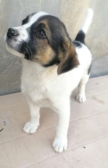 adi it: Zvonok, 2 ay, Erkek, Peyvəndli, Ünvandan götürmə