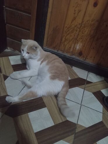 Pişiklər: Şotland yastı qulaq — 10