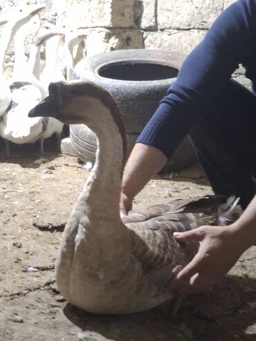 Qazlar: Erkək, Ətlik, Ünvandan götürmə — 7