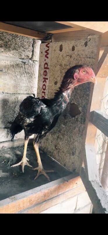 Xoruzlar: Məhsul: Uzunboyun, möhkəm ayaqlı, sərt bədən quruluşlu döyüş tipli — 1