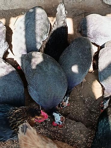 bocek satışı: Salam olsun firengdi yumurtalar satılır mayalidilar sayı azdi — 2