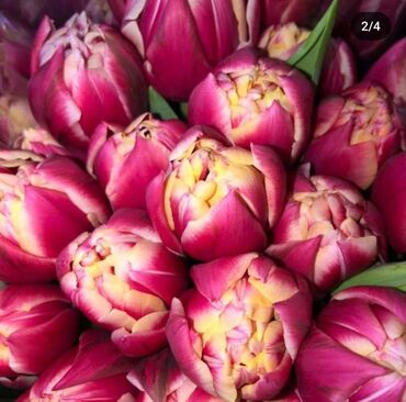 тюльпаны цена бишкеке: Организация мероприятий | Букеты, флористика
