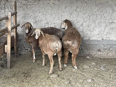продам ягнят романовской породы: Продаю | Баран (самец) | Полукровка