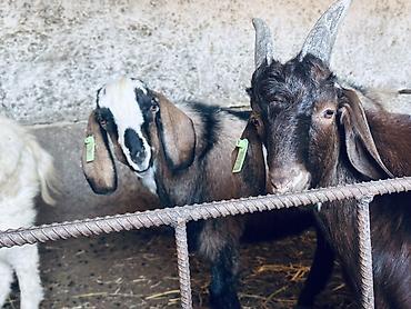 Продам с/х животных: Продаю | Козёл (самец), Козлёнок | Полукровка, Нубийская, Битал | Для разведения | Племенные — 1