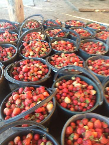 Другие специальности: Жумушчулар керек ; жумуш дыйканчылык,Клубника,малина — 12