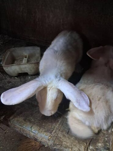 заяц живой: Продаются животные зайцы, белые крысы, морская свинка Заяц одна 1000