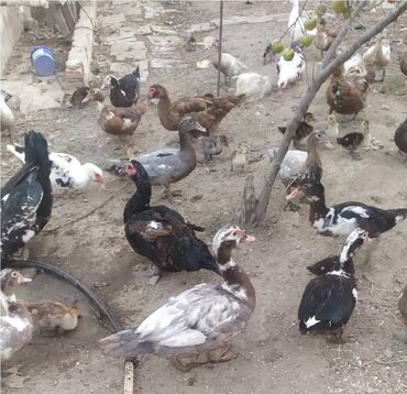 pekin ordək: Dişi, | Lal ördək, Kuban, Macar, Damazlıq, Ünvandan götürmə