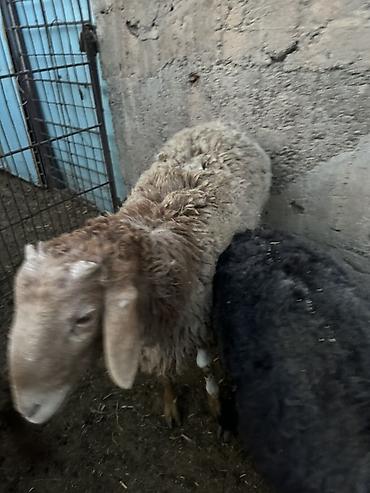 Баран, овца: Продаю | Баран (самец) | Полукровка | Для разведения — 15