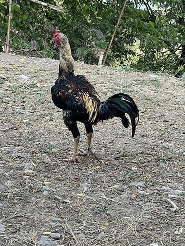 cucə və xoruz təmsil: Heyreti xoruz bir yaş 3 ayliqdir temiz qan heyvandir cadirilma — 3