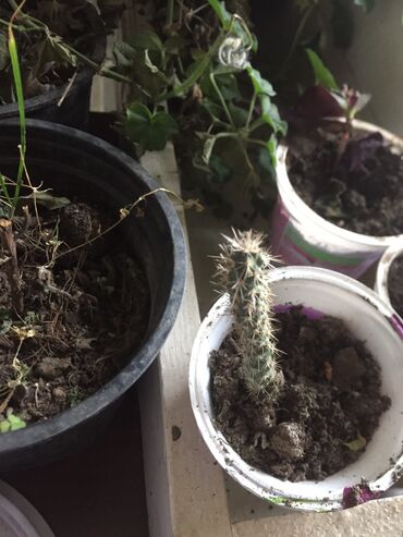 Kaktus: Kaktusi 100 dinara na lalafo.rs — 7 Kaktus: Kaktusi 100 dinara — 7