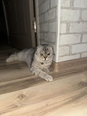 Продажа кошек: Скотиш Фолд (Шотландская вислоухая), 10 месяцев, Мальчик, Проглистована, Приучена к лотку — 1