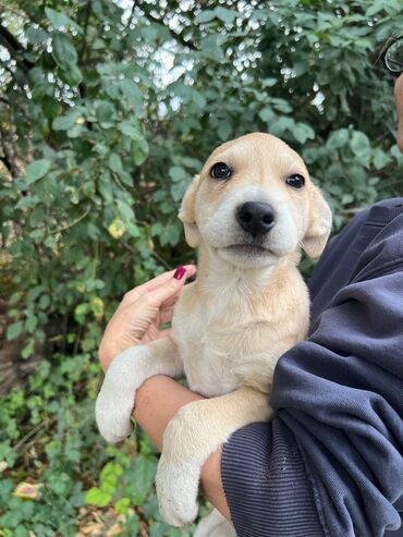 Отдам даром собаку: Собака даром: Дворняжка, 4 месяца, Самец — 12