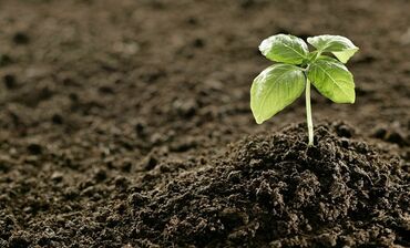 семена календулы: Удобрение Гумус, Самовывоз