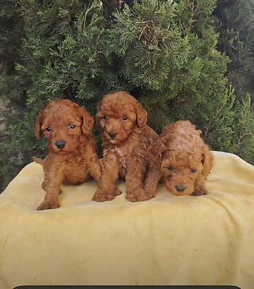 poodle it: Pudel, 1 ay — 1