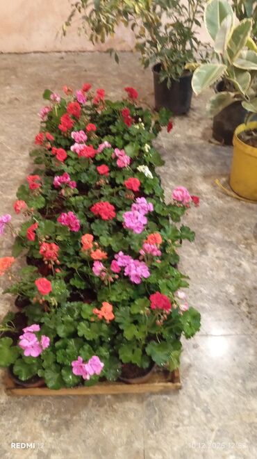 Torf: Bağçılıq və istixana üçün torf substratları və əkin kasseti — 23